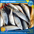 frozen hgt pacific mackerel HGT saba fish prices